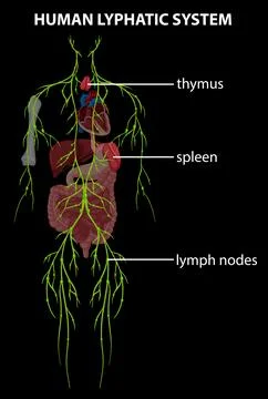 Illustration of Human Lymphatic System Illustrazione stock