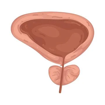 Illustration of human prostate gland Stock Illustration