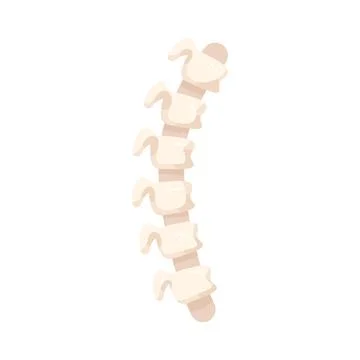 Illustration of human spine segment 스톡 일러스트