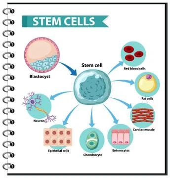 Illustration of the Human Stem Cell Applications on a white background Illustrazione stock