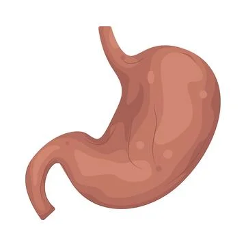 Illustration of Human Stomach Stock Illustration