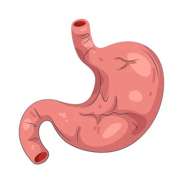 Illustration of human stomach Stock Illustration