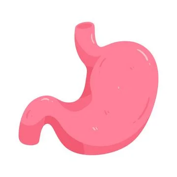 Illustration of human stomach Stock Illustration
