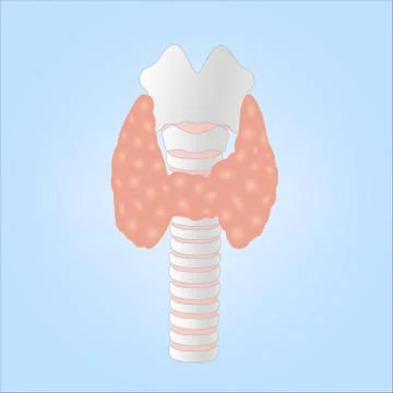 Illustration of a Human Thyroid Gland Stock Illustration