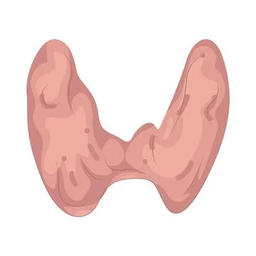 Illustration of human thyroid Stock Illustration
