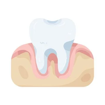 Illustration of human tooth Stock Illustration