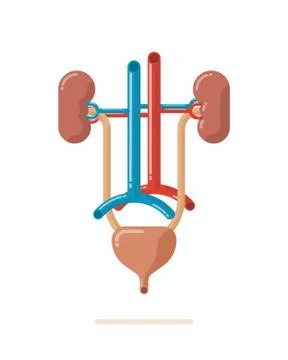 Illustration of human urinary system, flat design vector illustration Stock Illustration