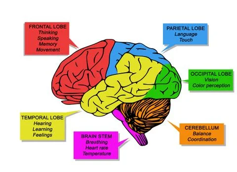 Illustration of human's brain functions Illustrazione stock