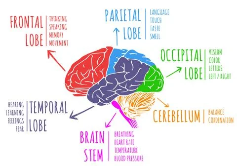 Illustration of human's brain functions Stock Illustration