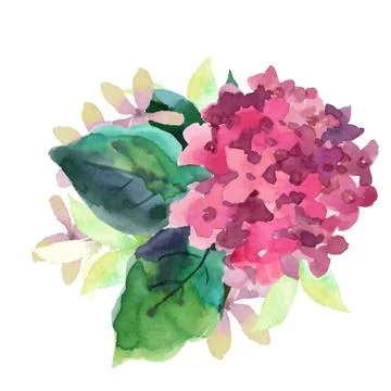 Illustration of Hydrangea flowers Stock Illustration