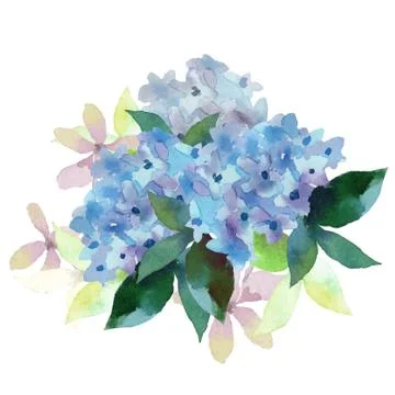 Illustration of Hydrangea flowers Stock Illustration