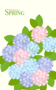 Illustration of Hydrangea in spring Stock Illustration