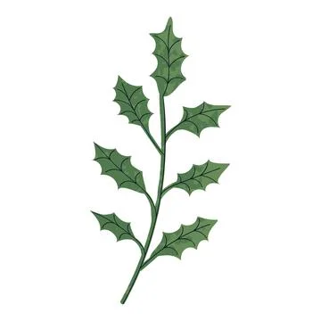 Illustration of Ilex Leaf Illustrazione stock