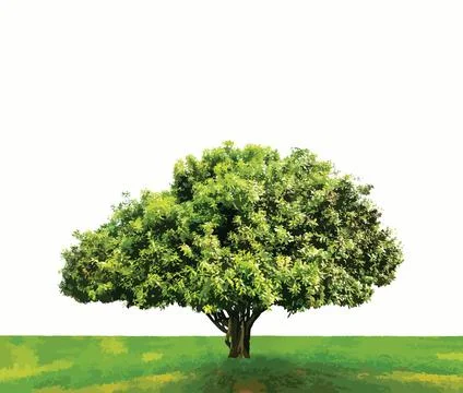 Illustration of an isolated mango tree (Mangifera indica) in a green field with Stock Illustration