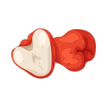 Illustration of Java Apple Stock Illustration