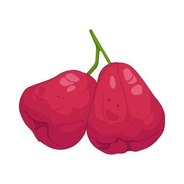 Illustration of Java apples Ilustração Stock