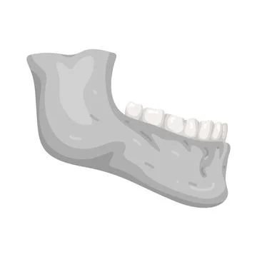 Illustration of Jaw Bone Stock Illustration