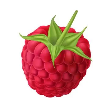 Illustration of a juicy raspberry with stem isolated on white. Stock-Illustration