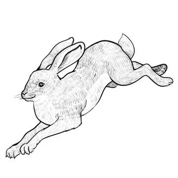 Illustration Jumping Hare - Hand drawn Vector Stock Illustration