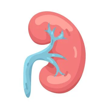 Illustration of Kidney Stock Illustration