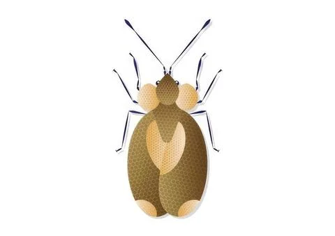 Illustration of a ladybug insect on a white background Stock Photos