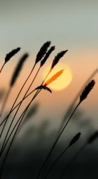 Illustration landscape sun sunset blurred grass branches iphone wallpaper Stock Illustration