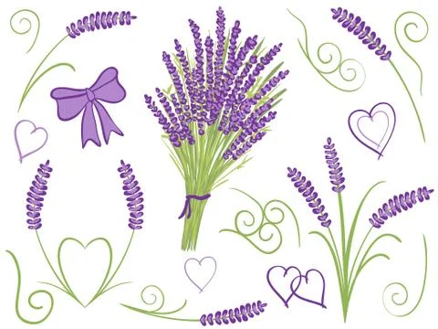 Illustration of lavender design elements Stock Illustration