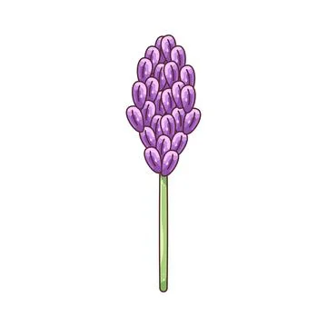 Illustration of Lavender Stock Illustration