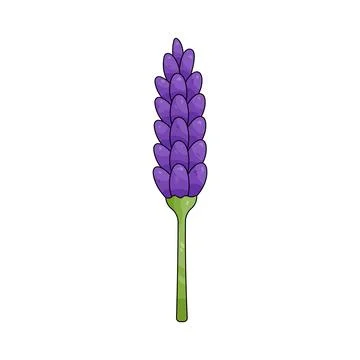 Illustration of Lavender Stock Illustration
