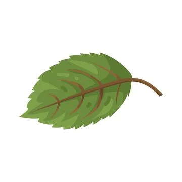 Illustration of leaf Stock Illustration