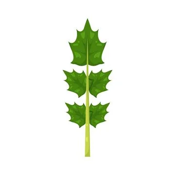 Illustration of leaf Stock Illustration