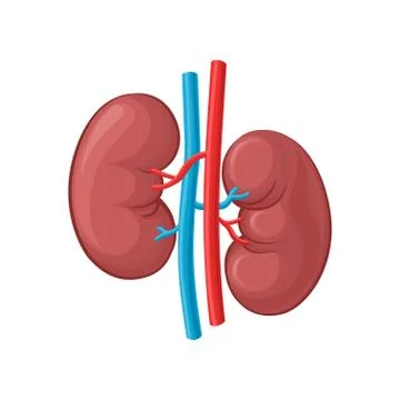 Illustration of left and right kidney. Human internal organ. Concept of urinary Stock Illustration