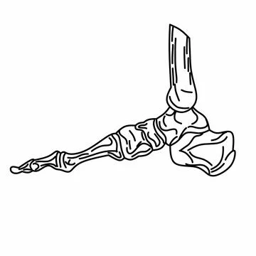 Illustration of leg bones in x-ray style for emergency accident concept Stock Illustration