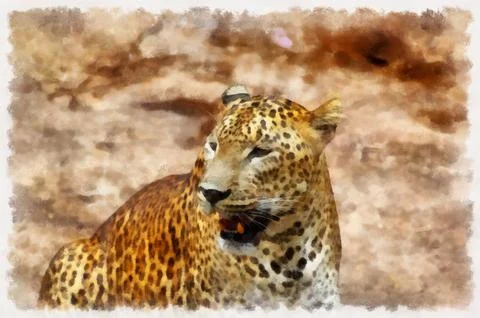 Illustration,  leopard, animals, panther, predatory mammals Stock Illustration