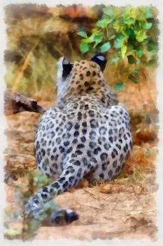 Illustration,  leopard, animals, panther, predatory mammals Stock Illustration