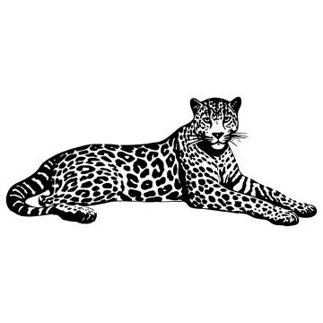 Illustration of leopard in black and white style. Stock Illustration