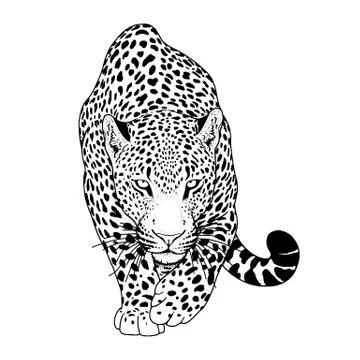 Illustration of leopard, graphic vector animal Stock Illustration