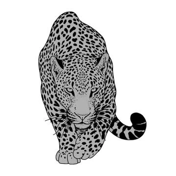 Illustration of leopard, graphic vector animal Stock-Illustration