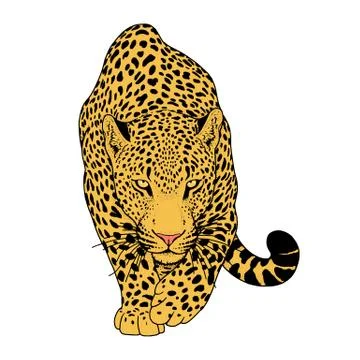 Illustration of leopard, graphic vector animal Stock Illustration