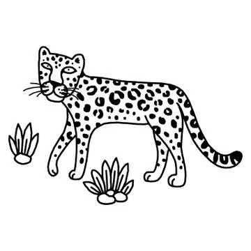 Illustration of leopard, graphic vector animal Stock Illustration