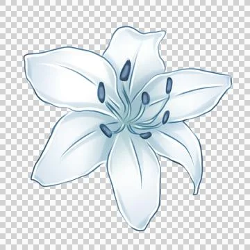 An illustration of lilies Stock Illustration