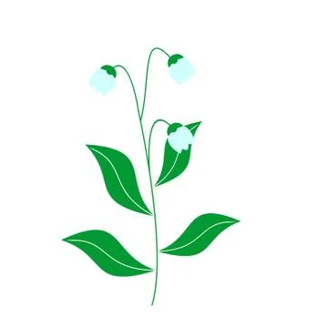 Illustration of lily of the valley Illustrazione stock