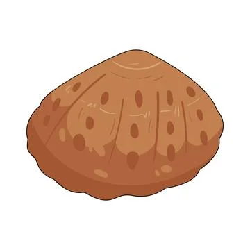 Illustration of limpet shell Stock Illustration