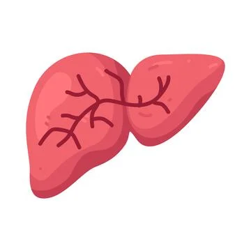 Illustration of Liver Stock Illustration