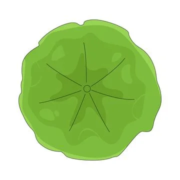 Illustration of lotus leaf Stock Illustration