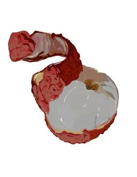 Illustration of Lychee Stock Illustration