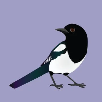 An illustration of a magpie イラスト素材