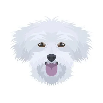 Illustration Maltese. イラスト素材