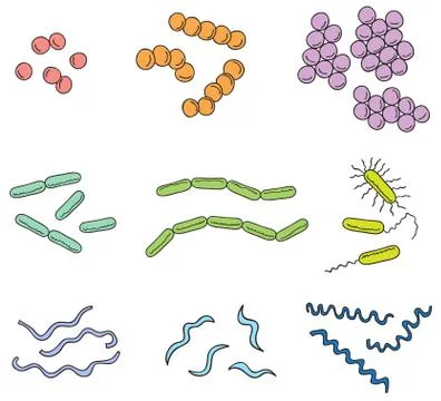 Illustration of many types of bacteria Stock Illustration