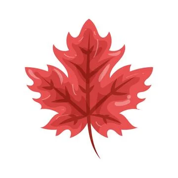 Illustration of maple leaf Stock Illustration